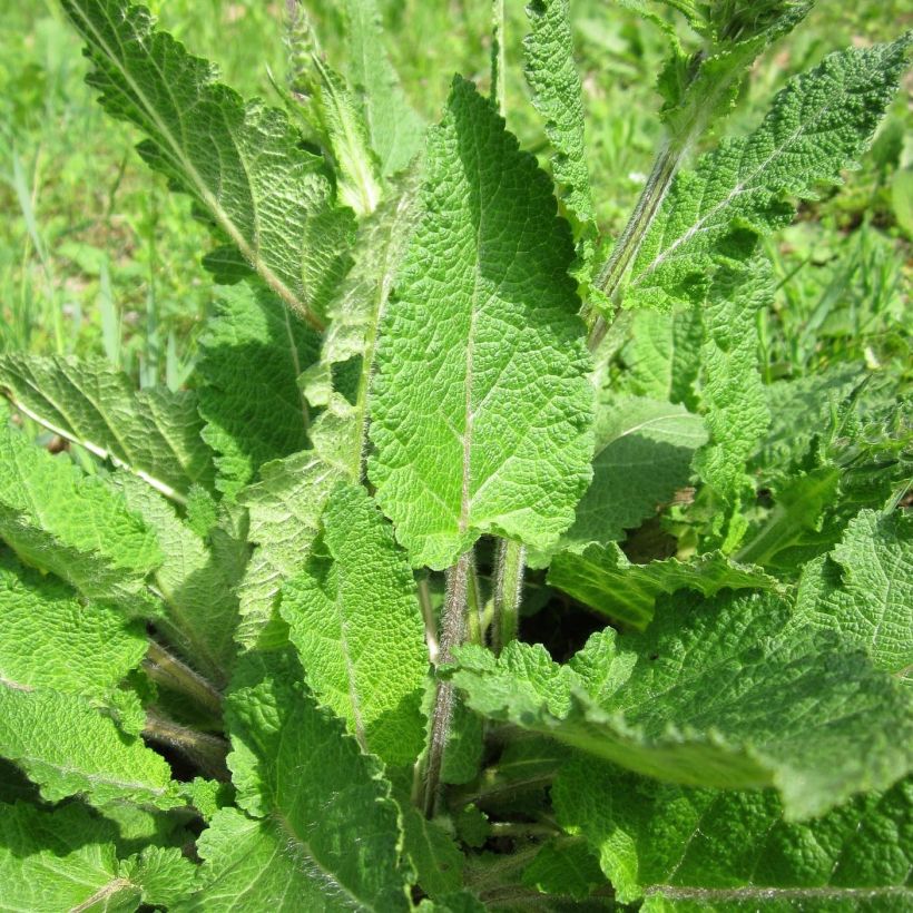 Niittysalvia Sweet Esmeralda (Lehvistö)