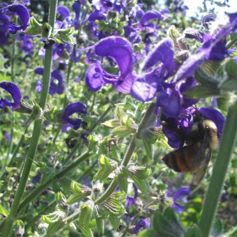Niittysalvia Twilight Serenade (Kukinta)