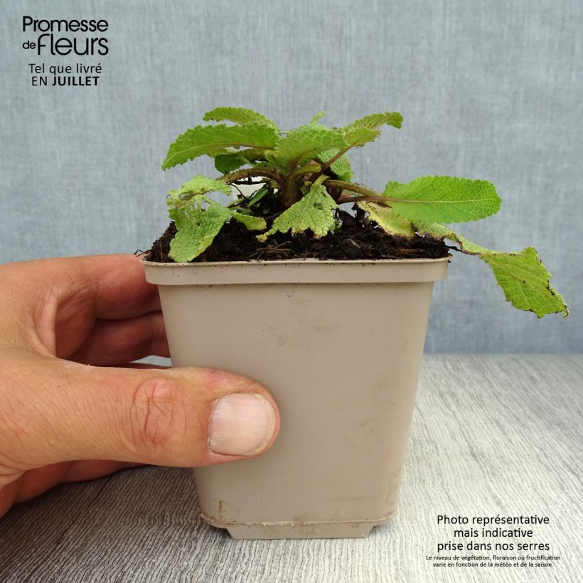 Esimerkki kesällä toimitetusta Niittysalvia Twilight Serenade Godet de 8/9 cm-taimesta