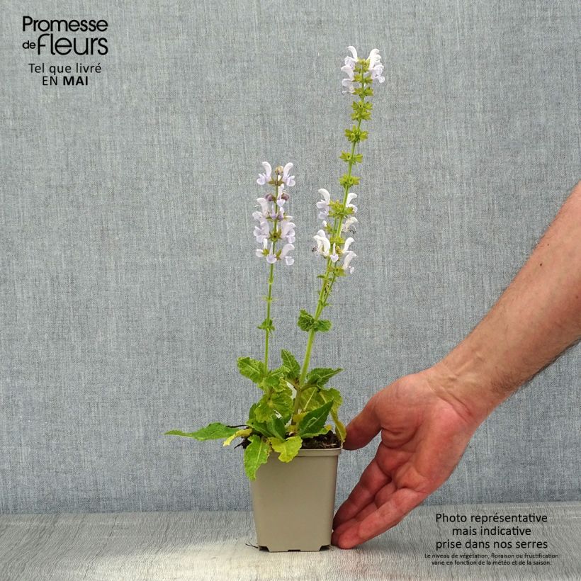 Esimerkki keväällä toimitetusta Niittysalvia Fashionista Vanity Flair Godet de 8/9 cm-taimesta