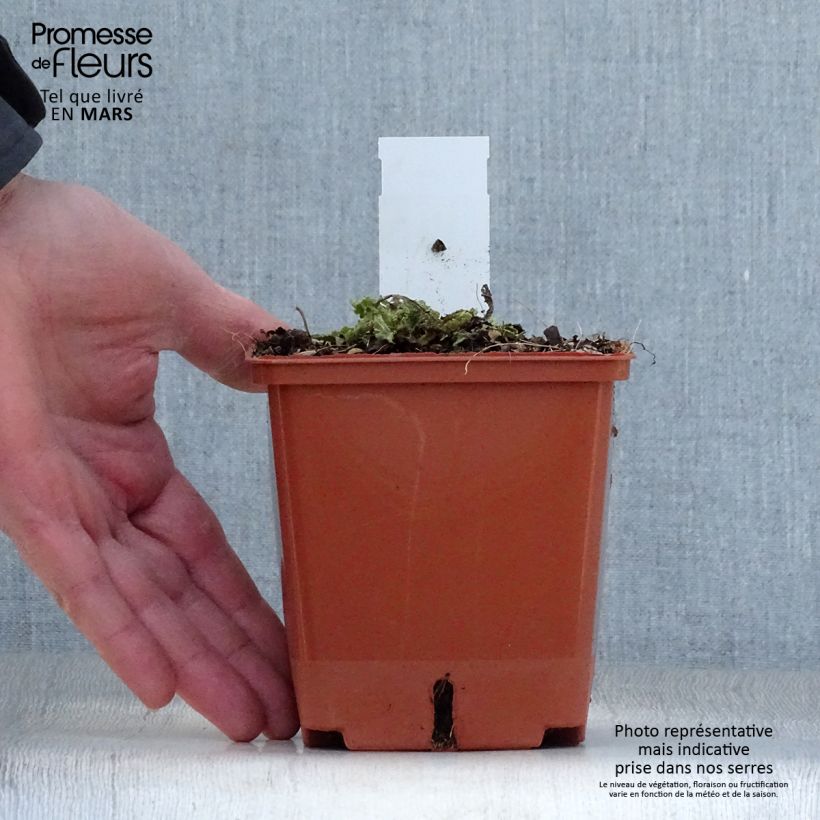 Esimerkki keväällä toimitetusta Niittysalvia Fashionista Vanity Flair Pot de 1L/1,5L-taimesta