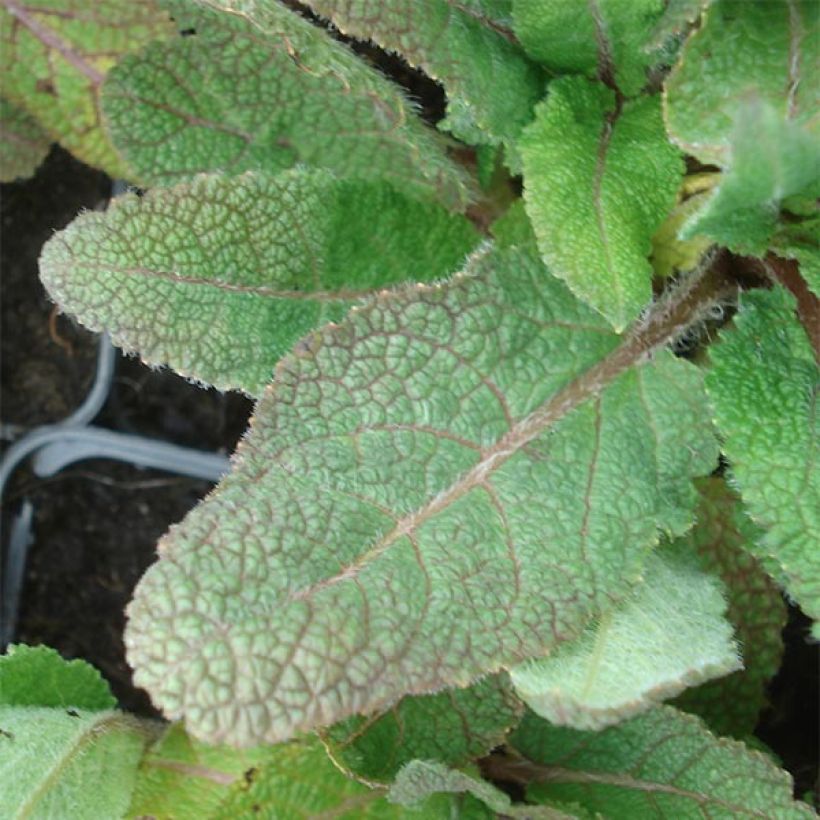 Niittysalvia Eveline (Lehvistö)