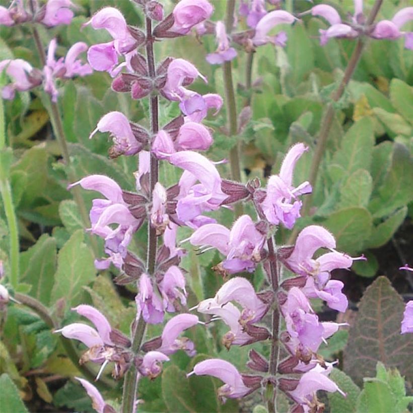 Niittysalvia Eveline (Kukinta)