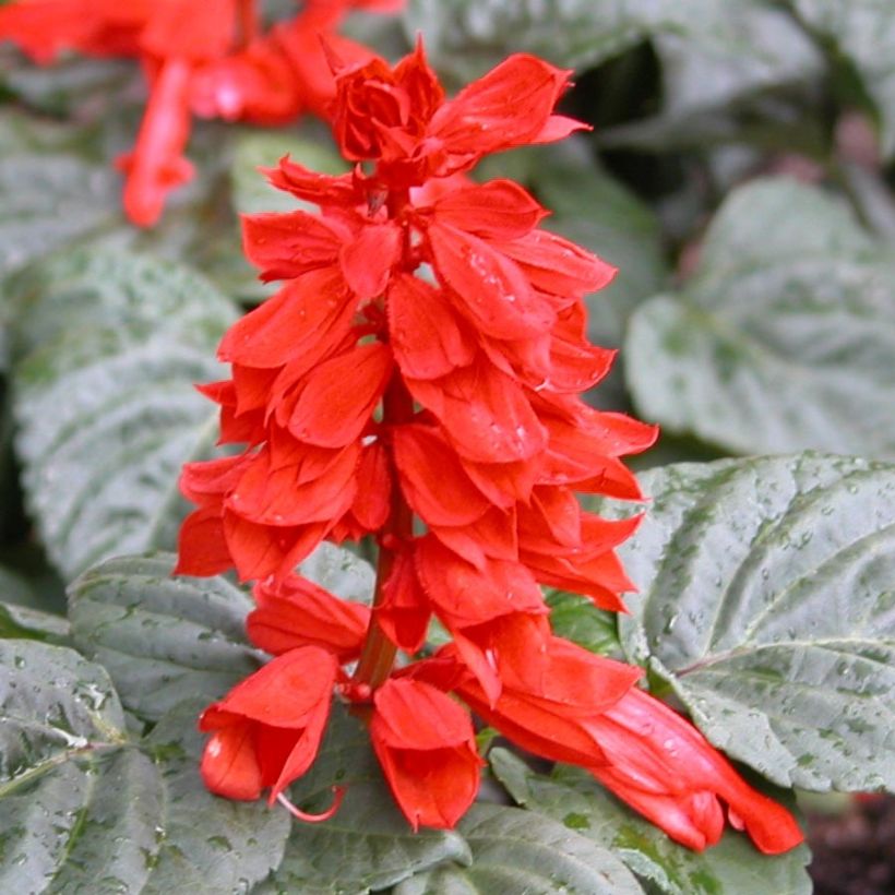 Tulisalvia Carambita (Kukinta)
