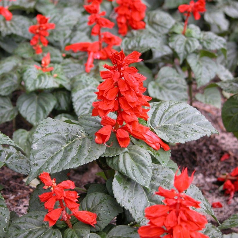 Tulisalvia Carambita (Kasvutapa)