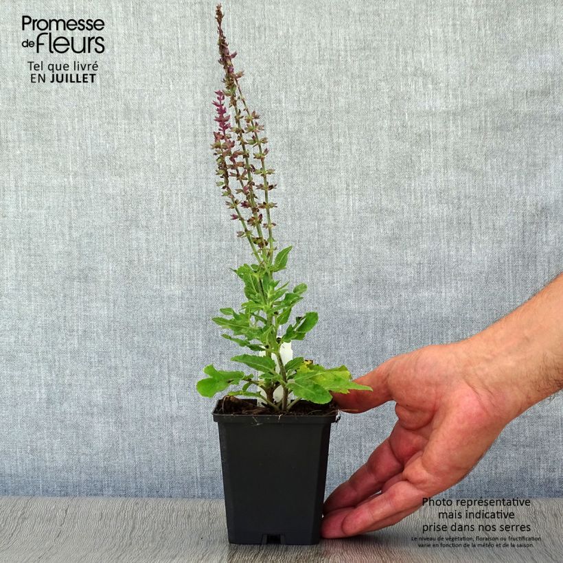 Esimerkki kesällä toimitetusta Niittysalvia Reine Bleue Taimiruukku 8/9 cm-taimesta