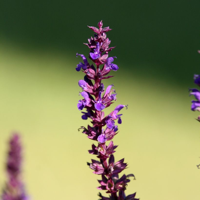 Niittysalvia Reine Bleue (Kukinta)