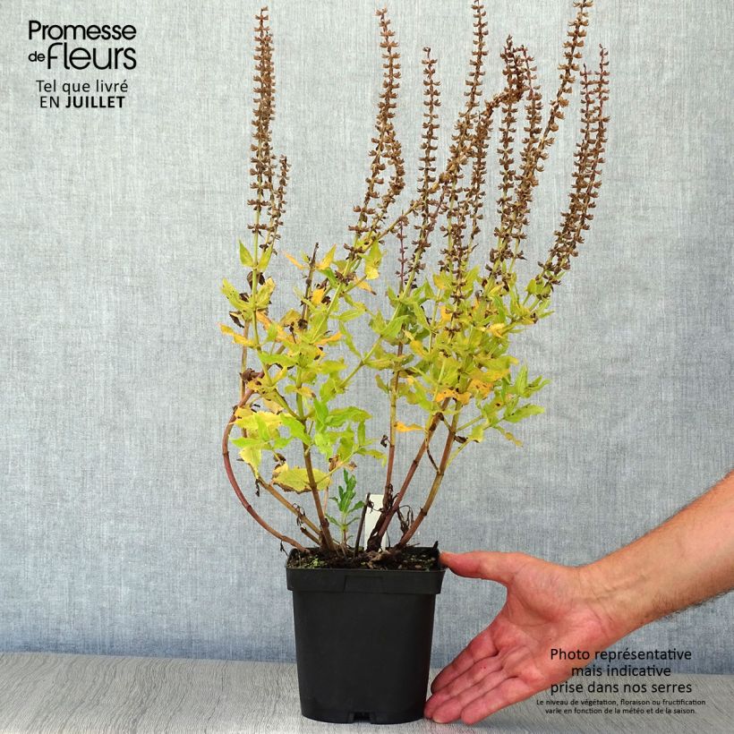 Esimerkki kesällä toimitetusta Niittysalvia Reine Bleue Ruukku 2L / 3L-taimesta