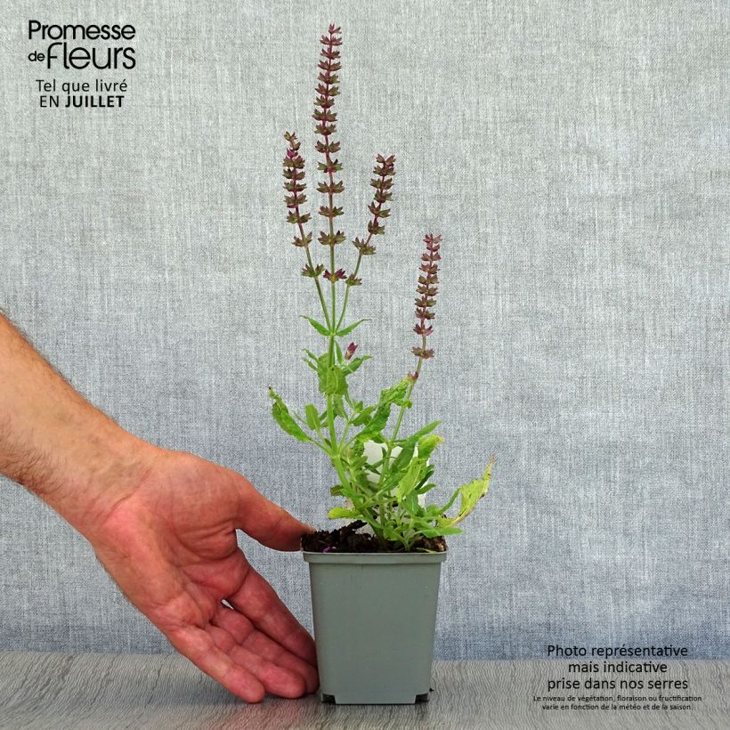 Esimerkki kesällä toimitetusta Niittysalvia Reine Rose Taimiruukku 8/9 cm-taimesta