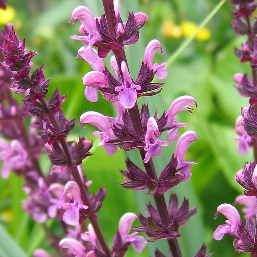 Niittysalvia Reine Rose (Kukinta)