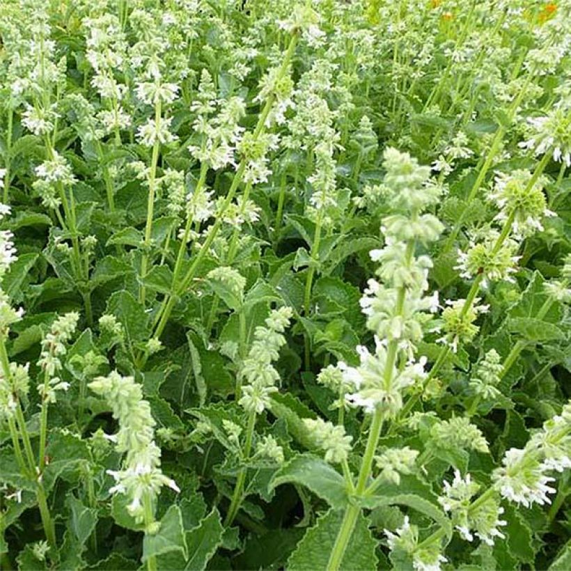 Kiehkurasalvia Alba (Kukinta)