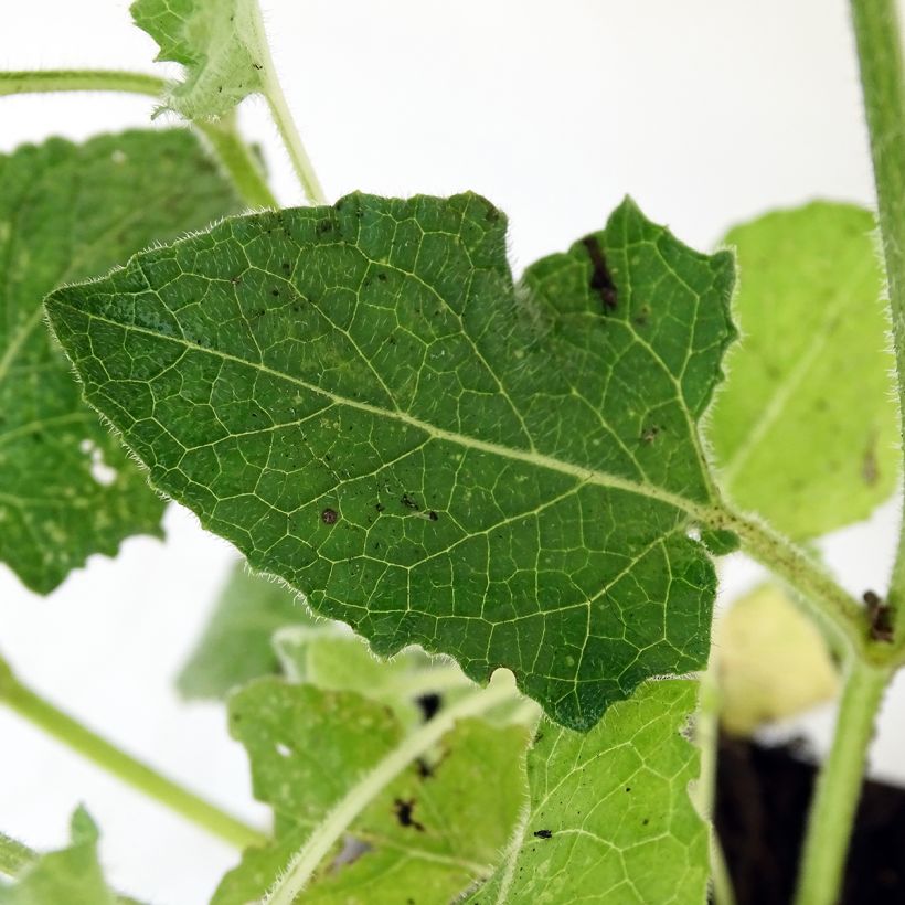Kiehkurasalvia Alba (Lehvistö)