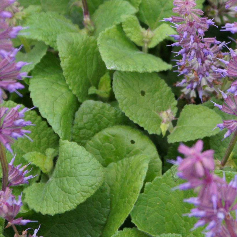 Kiehkurasalvia Endless Love (Lehvistö)