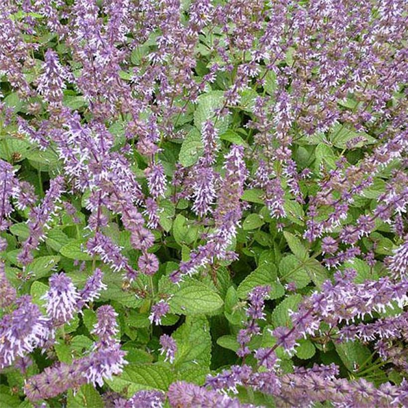 Kiehkurasalvia Hannay's Blue (Kukinta)