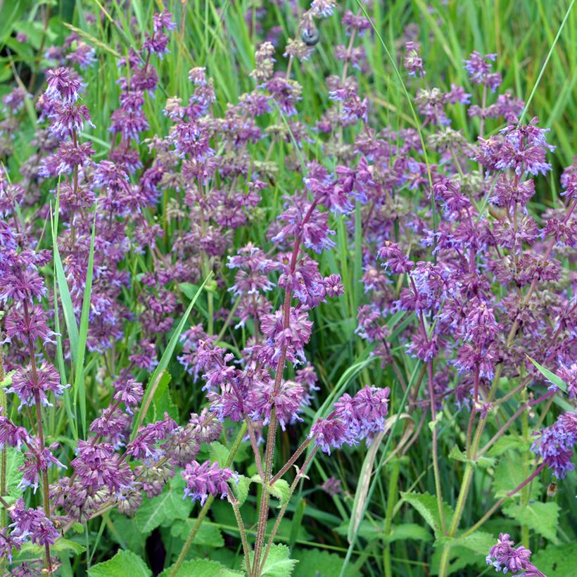 Kiehkurasalvia Hannay's Blue (Kasvutapa)