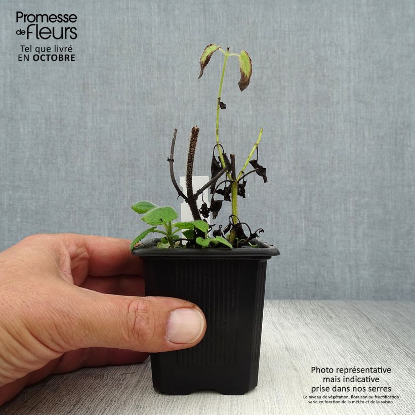 Esimerkki syksyllä toimitetusta Kiehkurasalvia Hannay's Blue 8/9 cm taimiruukku-taimesta