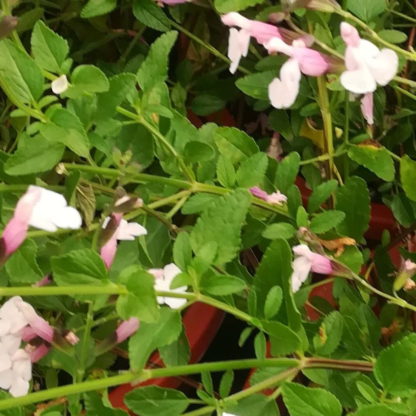 Keijunsalvia Delice Roselilac (Lehvistö)