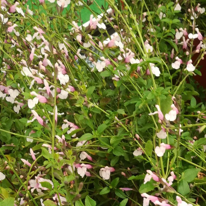 Keijunsalvia Delice Roselilac (Kukinta)