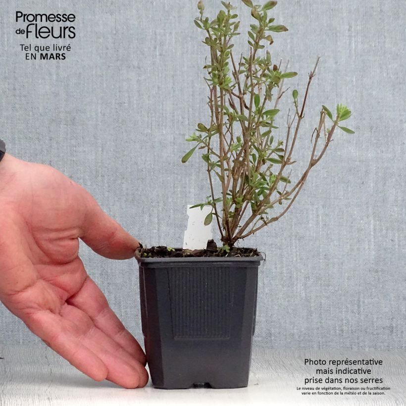 Esimerkki keväällä toimitetusta Keijunsalvia Delice Roselilac Godet de 8/9 cm-taimesta