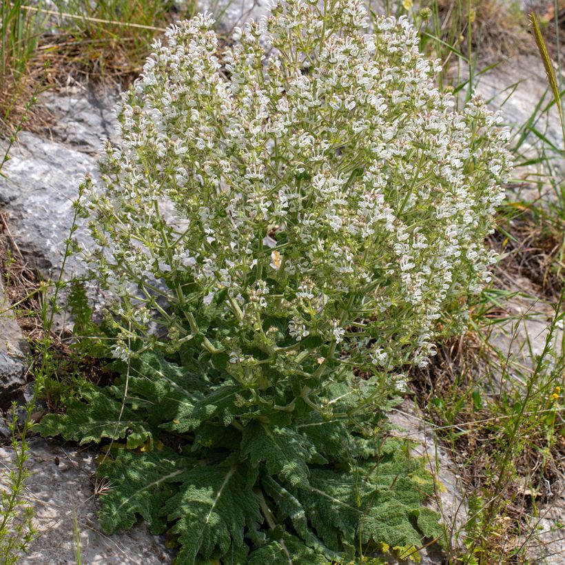 Vanukesalvia - Salvia aethiopis (Kasvutapa)