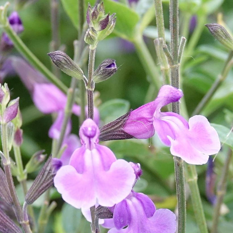 Keijunsalvia Carolus (Kukinta)