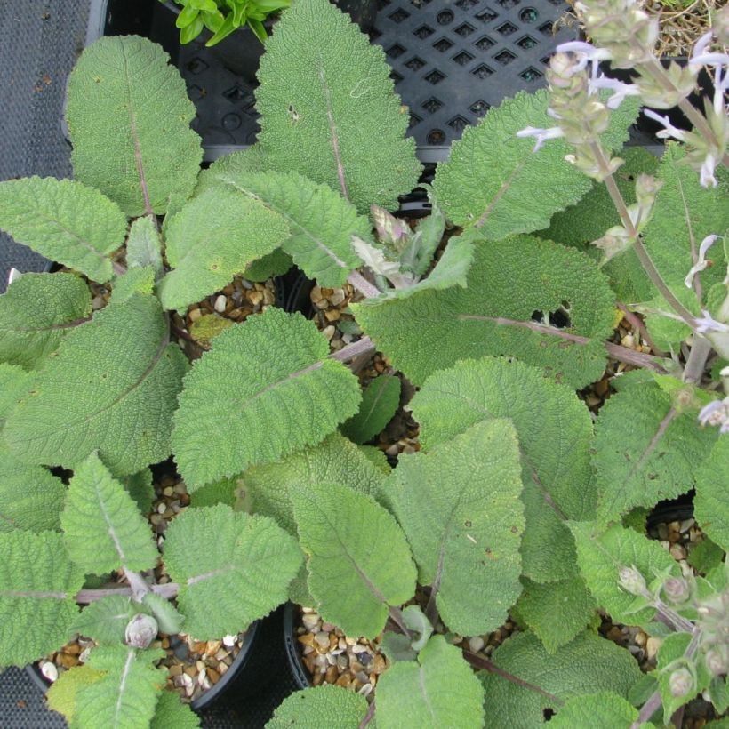 Salvia moorcroftiana (Lehvistö)