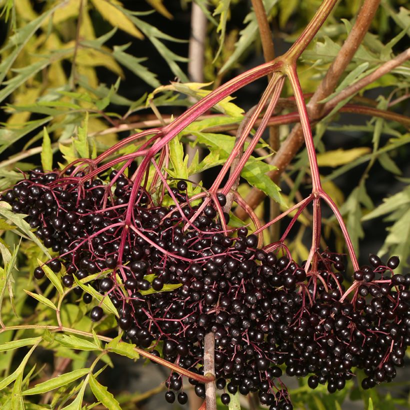 Kanadanselja Acutiloba (Sadonkorjuu)