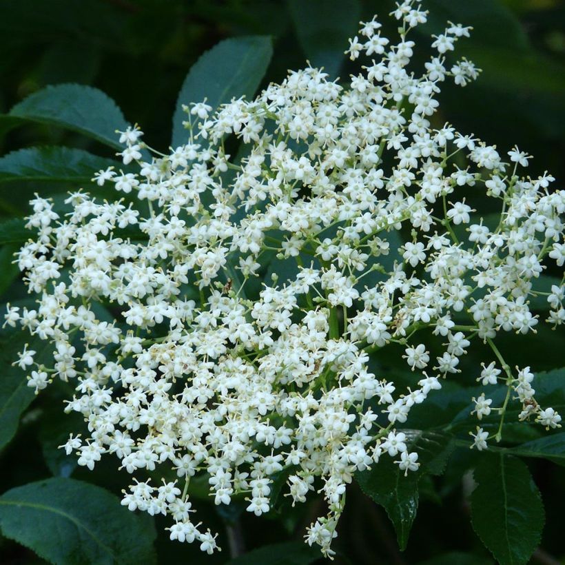 Mustaselja - Sambucus nigra (Kukinta)