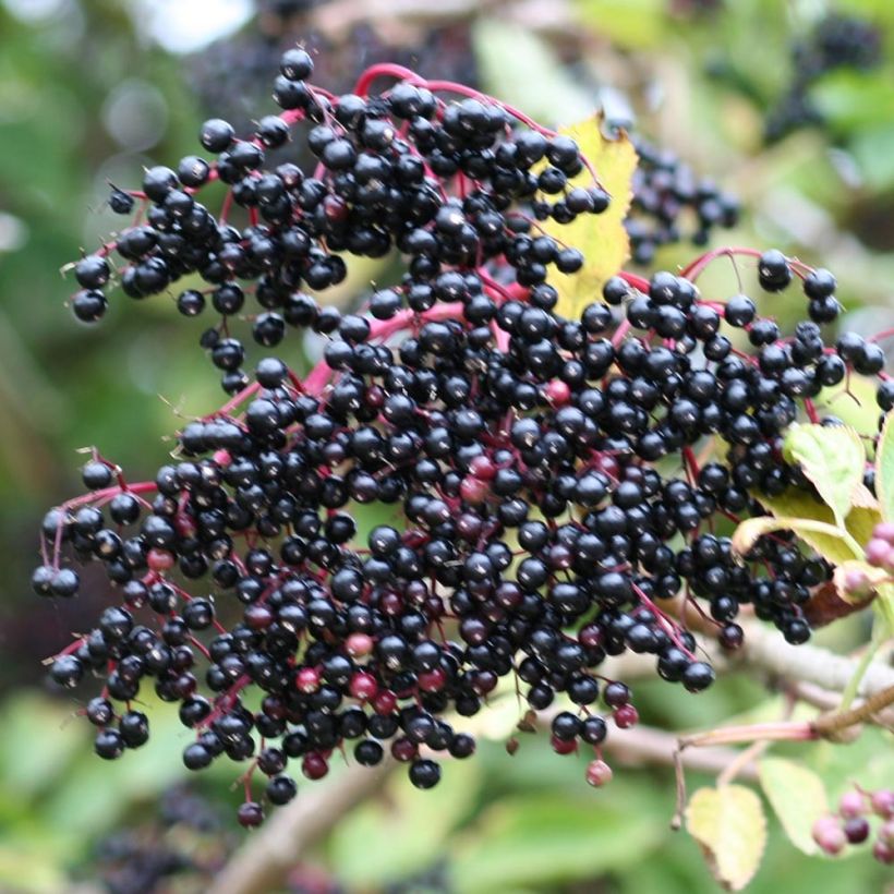 Mustaselja - Sambucus nigra (Sadonkorjuu)