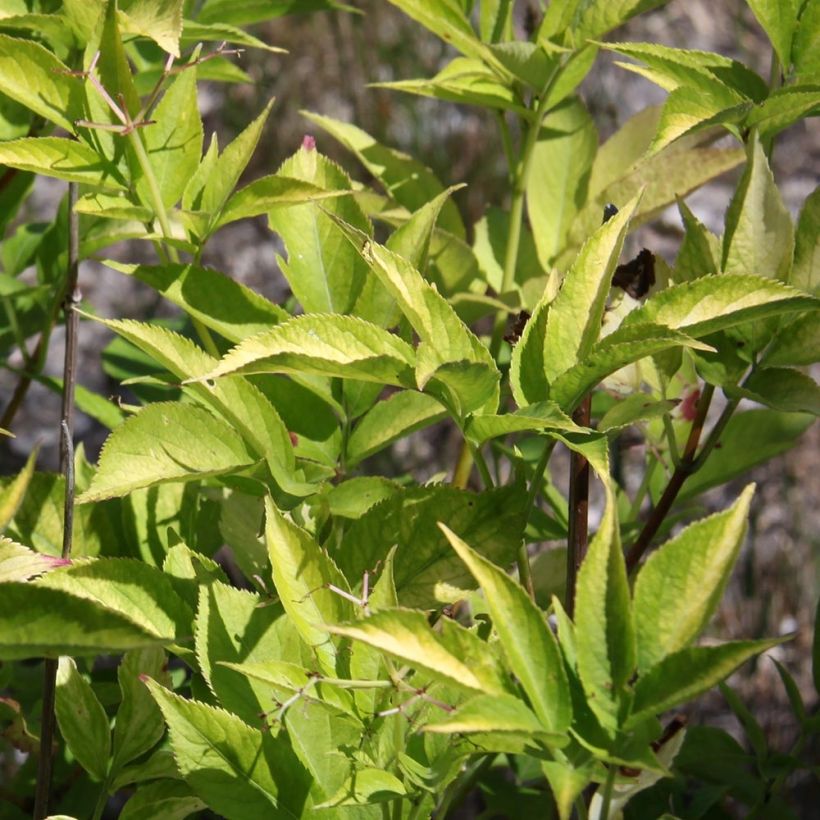 Mustaselja Aurea (Lehvistö)