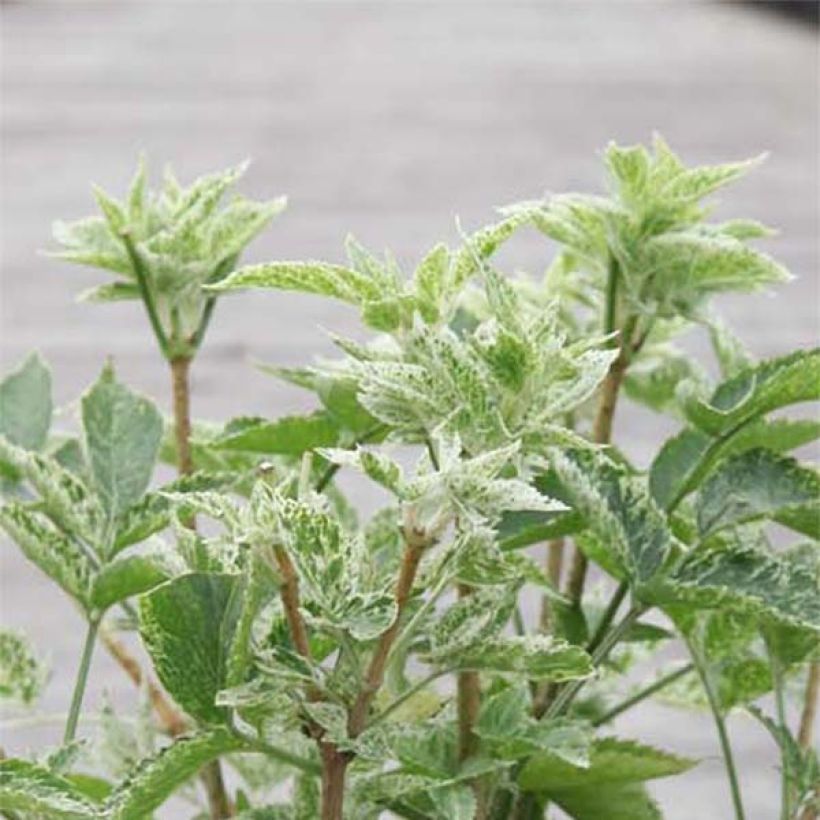 Mustaselja Pulverulenta (Lehvistö)