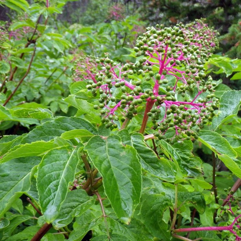 Terttuselja - Sambucus racemosa (Lehvistö)