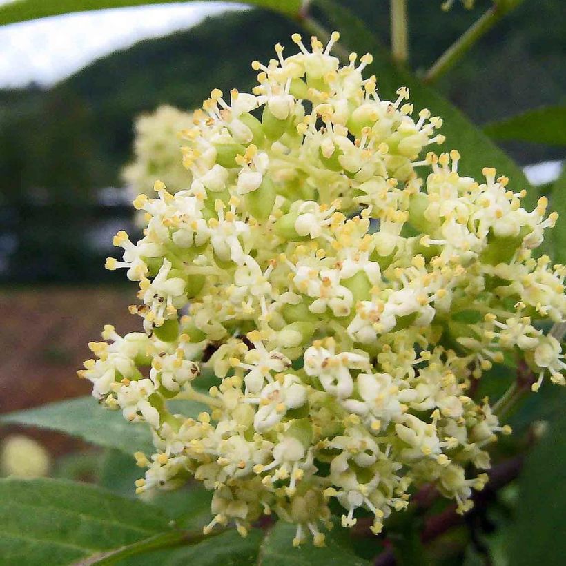 Terttuselja - Sambucus racemosa (Kukinta)