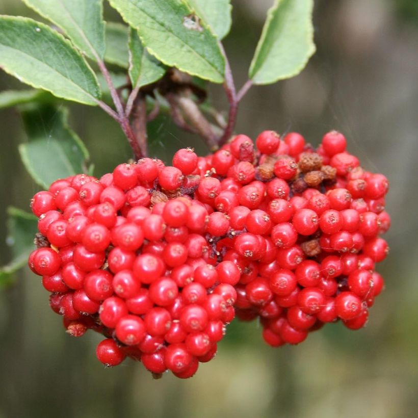 Terttuselja - Sambucus racemosa (Sadonkorjuu)