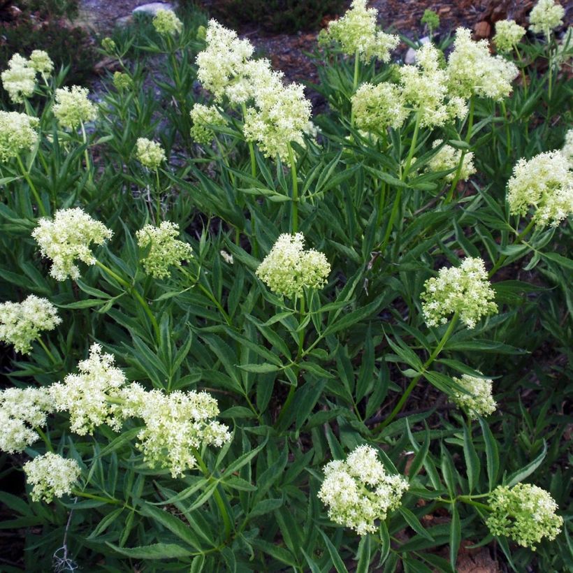 Terttuselja - Sambucus racemosa (Kasvutapa)