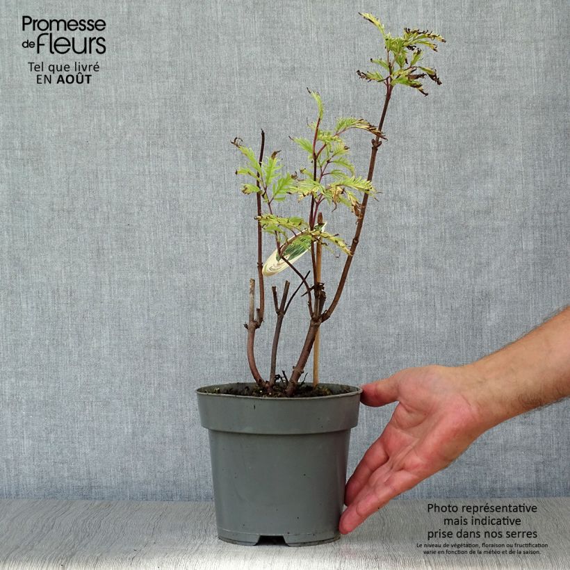 Esimerkki kesällä toimitetusta Terttuselja Plumosa Aurea Pot de 2L/3L-taimesta