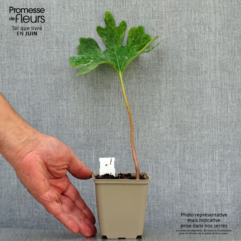 Esimerkki kesällä toimitetusta Lumikki - Sanguinaria canadensis Godet de 8/9 cm-taimesta