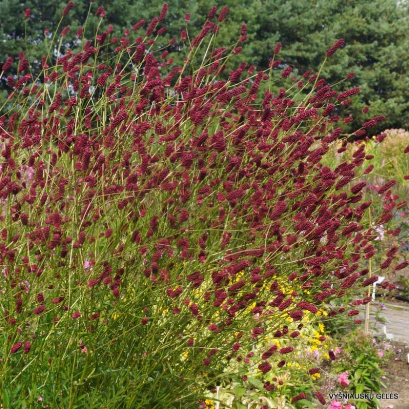 Kiiltoluppio Cangshan Cranberry (Kasvutapa)