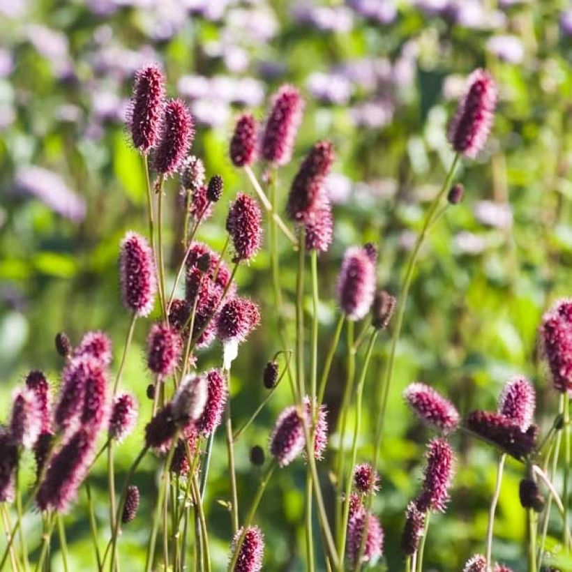 Hurmeluppio - Sanguisorba menziesii (Kukinta)