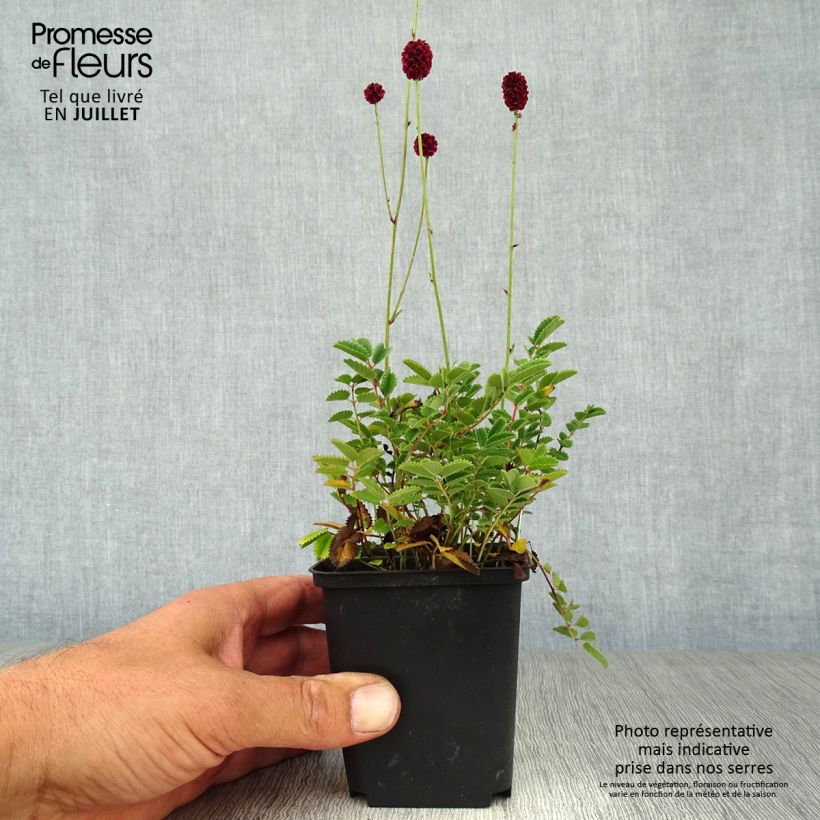 Esimerkki kesällä toimitetusta Luppio Proud Mary Taimiruukku 8/9 cm-taimesta