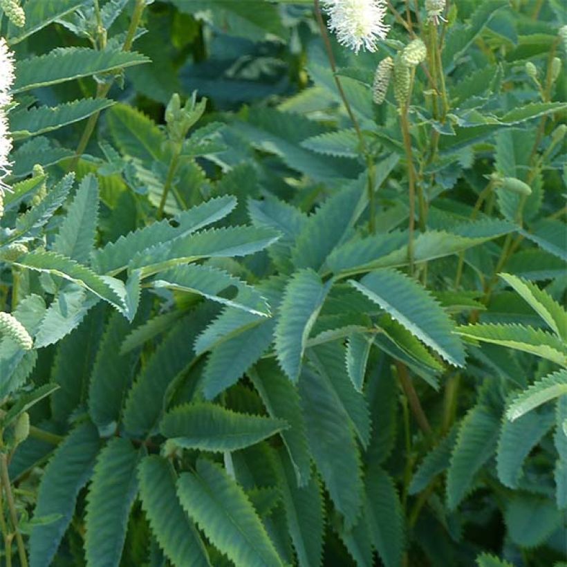 Kanadanluppio - Sanguisorba canadensis (Lehvistö)