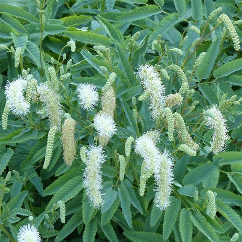 Kanadanluppio - Sanguisorba canadensis (Kukinta)