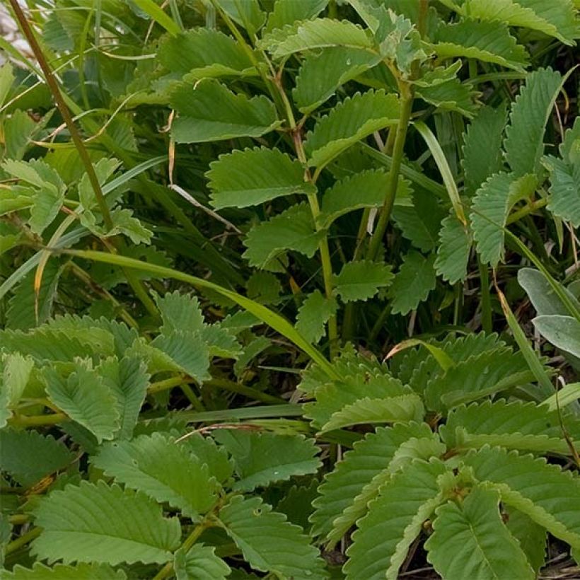 Komealuppio - Sanguisorba hakusanensis (Lehvistö)