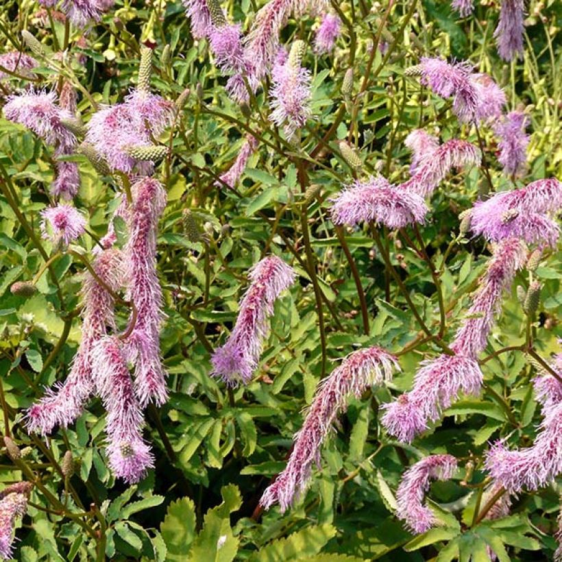 Komealuppio - Sanguisorba hakusanensis (Kukinta)