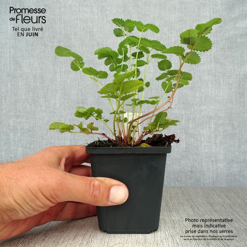 Esimerkki kesällä toimitetusta Komealuppio - Sanguisorba hakusanensis Taimiruukku 8/9 cm-taimesta