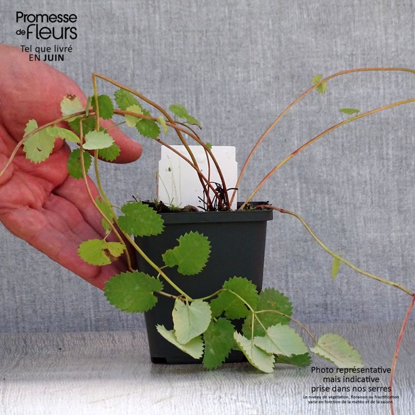 Esimerkki kesällä toimitetusta Hurmeluppio - Sanguisorba menziesii Godet de 8/9 cm-taimesta