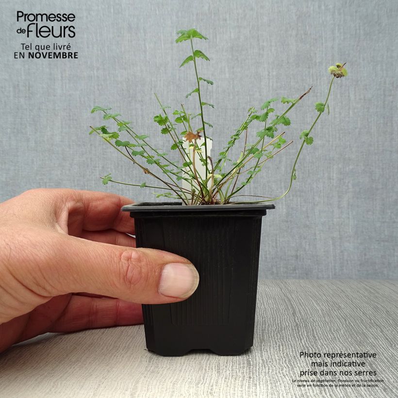 Esimerkki syksyllä toimitetusta Pikkuluppio - Sanguisorba minor 7/8 cm taimiruukku-taimesta