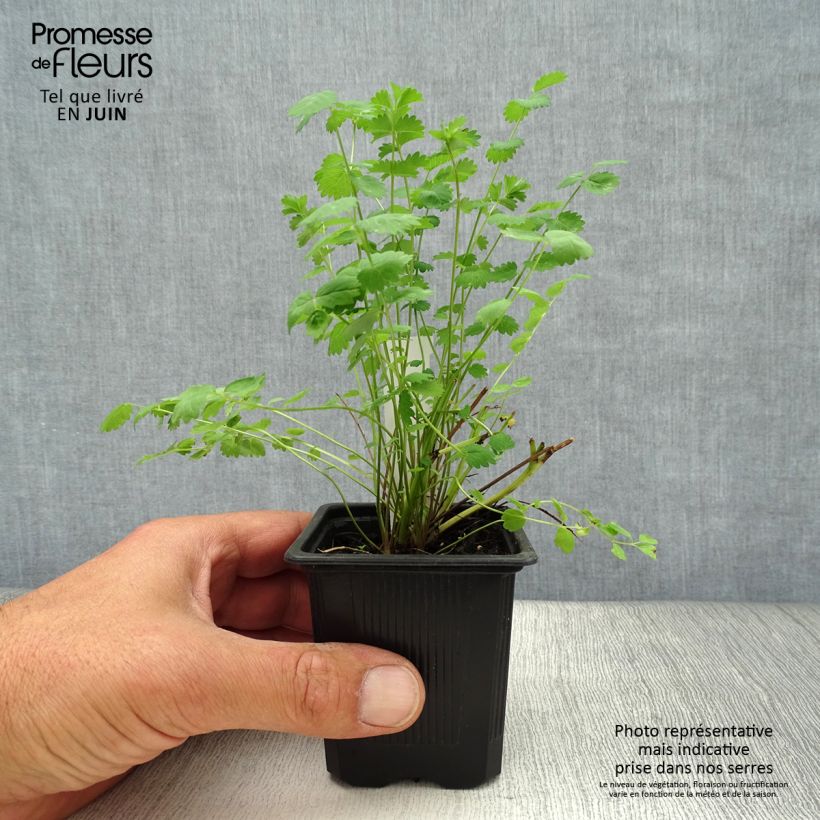 Esimerkki kesällä toimitetusta Pikkuluppio - Sanguisorba minor Taimiruukku 7/8 cm-taimesta