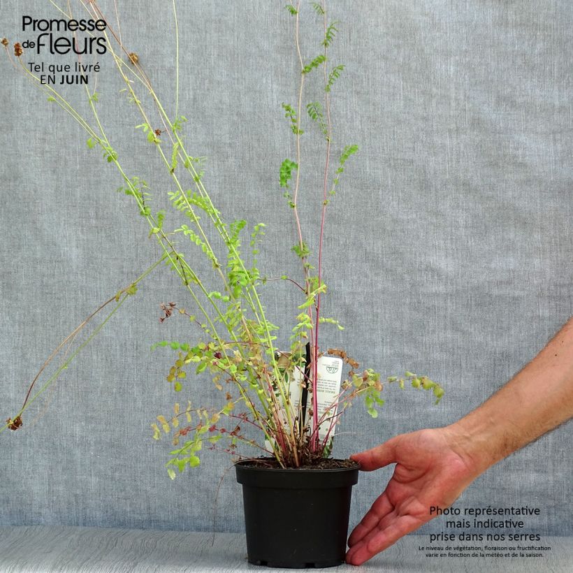 Esimerkki kesällä toimitetusta Pikkuluppio - Sanguisorba minor Ruukku 1,5L / 2L-taimesta