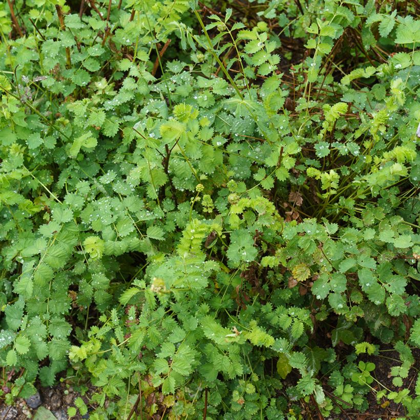 Pikkuluppio - Sanguisorba minor (Kasvutapa)